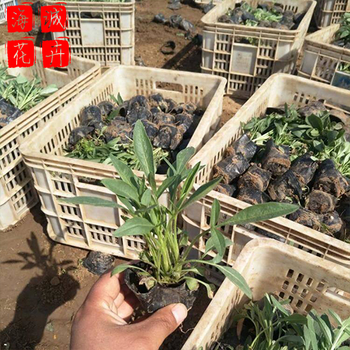 济南黑心菊种植基地  园林绿化时令花卉批发