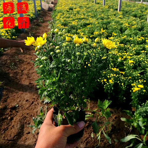 国庆菊供应 山东  国庆菊批发租摆国庆菊供应