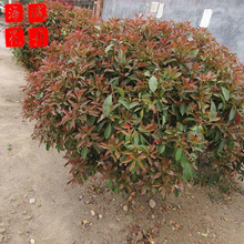 红叶石楠球种植基地  园林绿化草花批发