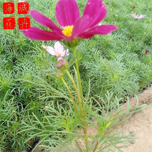 小区绿化波斯菊 波斯菊批发  宿根草花波斯菊