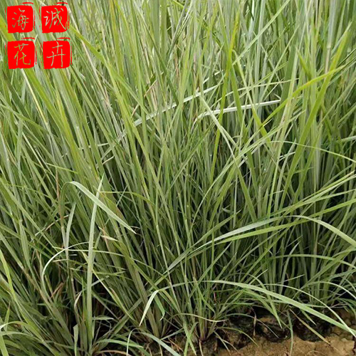 青州细叶芒 海诚花卉细叶芒批发  宿根草花细叶芒基地