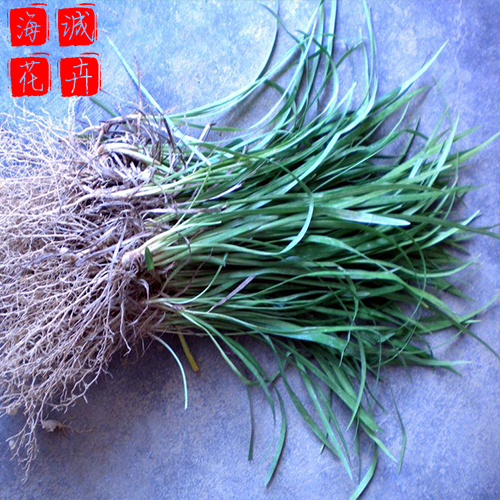 麦冬苗圃供应 绿化苗木时令草花