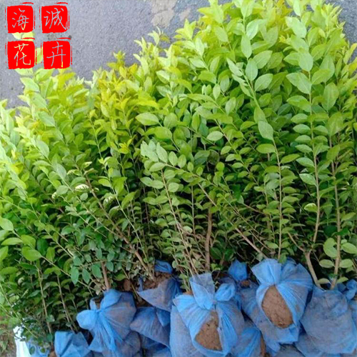 青州金叶女贞基地种植基地  园林绿化草花批发