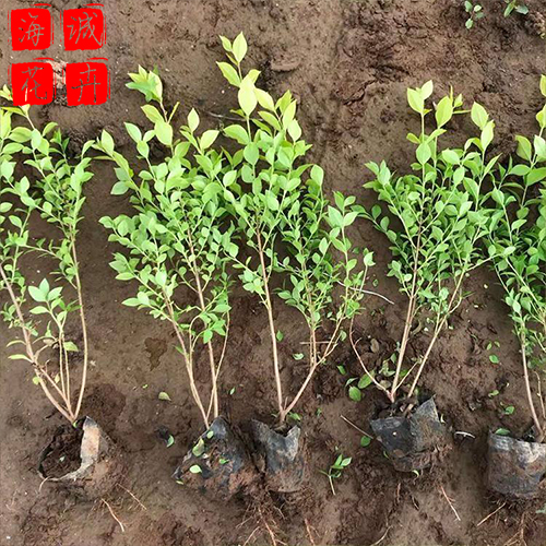 金叶女贞批发价格 青州苗木草花金叶女贞种植基地