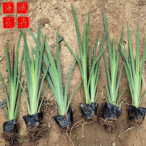 青州水生鸢尾批发价格 苗木草花水生鸢尾种植基地