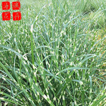 斑叶芒小苗 斑叶芒批发  宿根草花斑叶芒海诚花