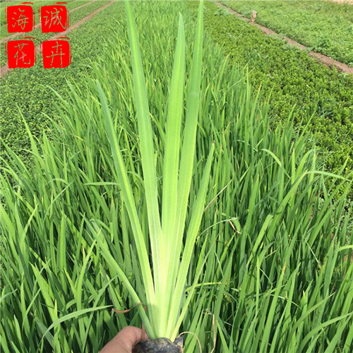 景区绿化德国鸢尾种植基地  园林绿化草花批发