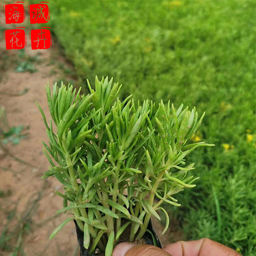 青州佛甲草批发价格 苗木草花佛甲草种植基地