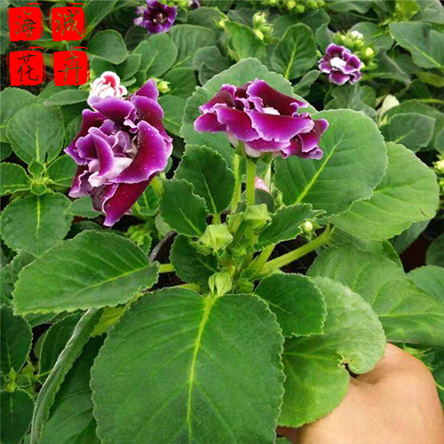 大岩桐苗圃种植基地  园林绿化草花批发