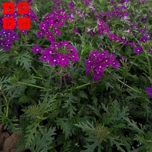 青州美女樱批发价格 苗木草花美女樱种植基地