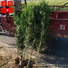 侧柏青州花卉 绿化苗木时令草花
