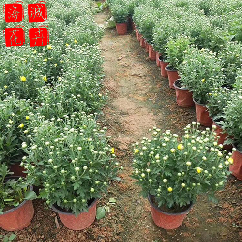 青州国庆菊批发价格 苗木草花国庆菊种植基地
