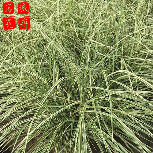 细叶芒小苗 海诚花卉细叶芒批发  宿根草花细叶芒基地