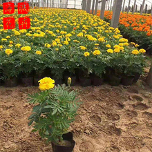 孔雀草苗圃种植基地  园林绿化草花批发