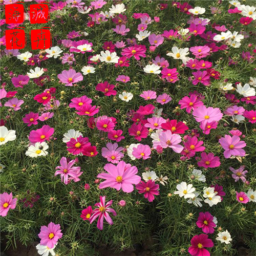 波斯菊绿化设计 波斯菊批发  宿根草花波斯菊
