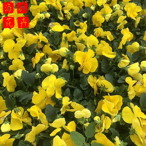 青州三色堇批发价格 苗木草花三色堇种植基地