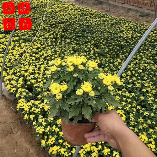 小区绿化国庆菊 安徽  国庆菊批发租摆小区绿化国庆菊