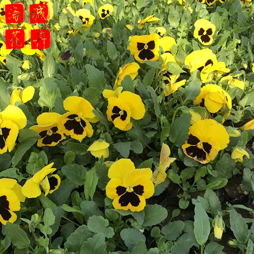 三色堇价格种植基地  园林绿化草花批发