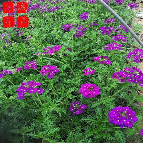 景区绿化美女樱种植基地  园林绿化草花批发