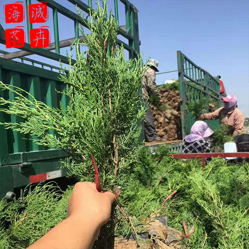 侧柏苗圃供应 绿化苗木时令草花