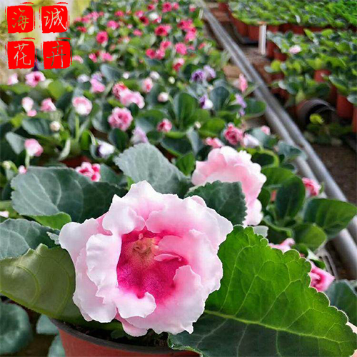 大岩桐绿化设计 绿化苗木时令草花