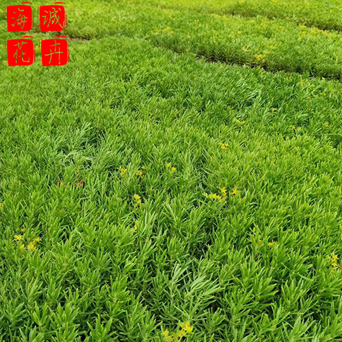 淄博佛甲草种植基地  园林绿化时令花卉批发