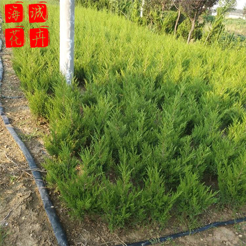 龙柏种植基地  园林绿化草花批发