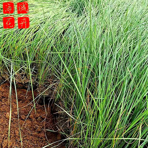 粉黛乱子草绿化景观种植基地  园林绿化草花批发