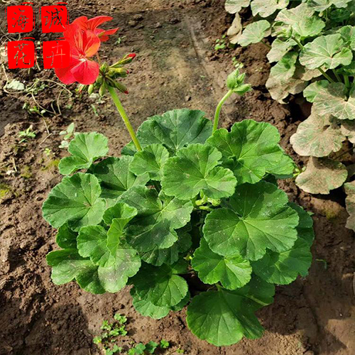 青州天竺葵批发价格 苗木草花天竺葵种植基地