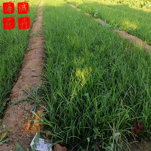 麦冬租摆花卉种植基地  园林绿化草花批发