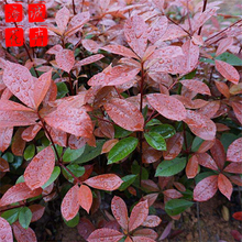 红叶石楠价格种植基地  园林绿化草花批发