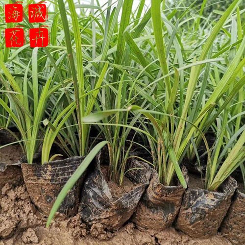 双色盆麦冬种植基地  园林绿化草花批发