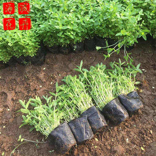 千屈菜价格种植基地  园林绿化草花批发