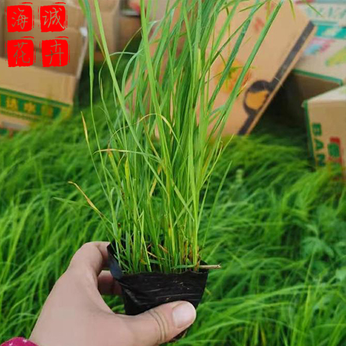 小兔子狼尾草批发价 青州绿化草花苗木种植基地