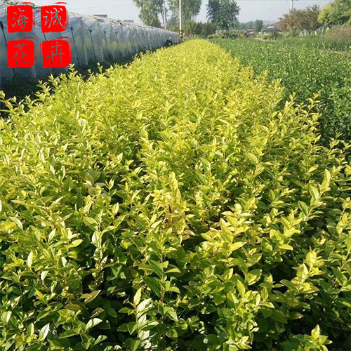 金叶女贞种植基地  园林绿化草花批发