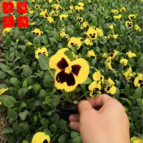三色堇种植基地  园林绿化草花批发