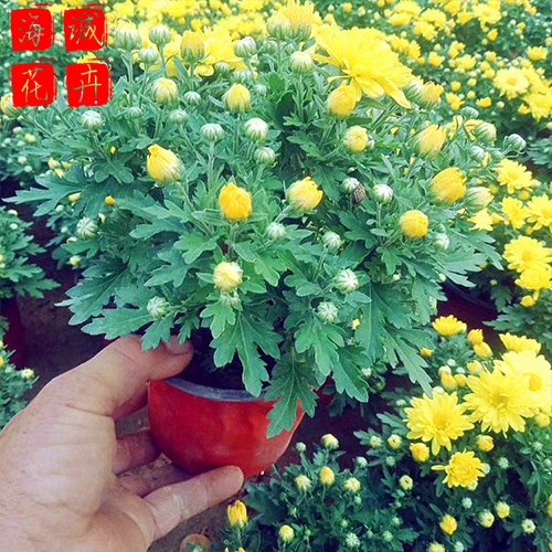 国庆菊批发价格 青州苗木草花国庆菊种植基地