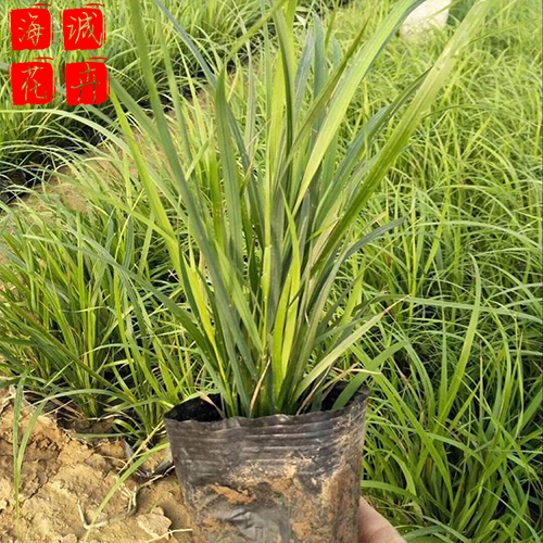麦冬批发价格 绿化苗木时令草花