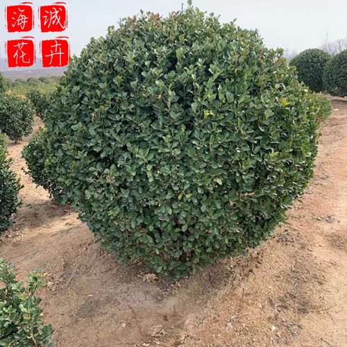 青州冬青批发价格 苗木草花冬青种植基地