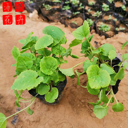 二月兰青州花卉 绿化宿根时令草花