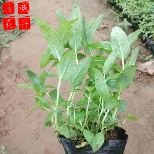 青州千屈菜批发价格 苗木草花千屈菜种植基地