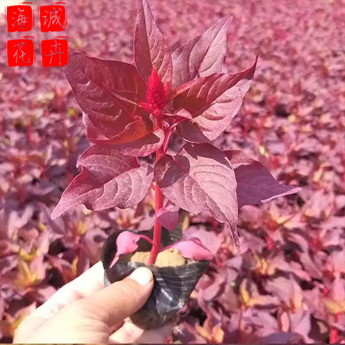 青州鸡冠花批发价格 苗木草花鸡冠花种植基地