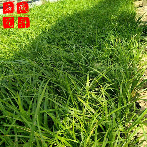 狼尾草租摆花卉种植基地  园林绿化草花批发