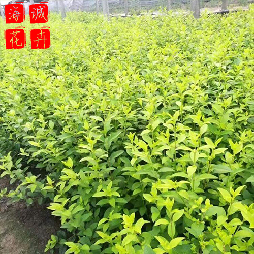 金叶女贞批发价格 绿化苗木时令草花