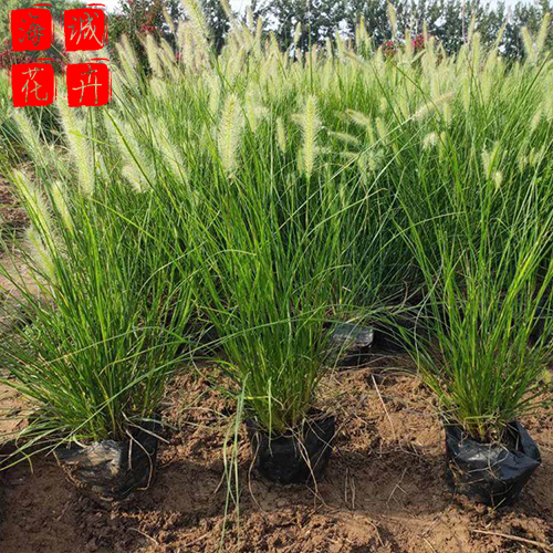 狼尾草小苗种植基地  园林绿化草花批发