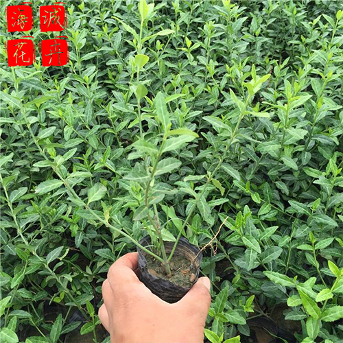 扶芳藤苗圃种植基地  园林绿化草花批发