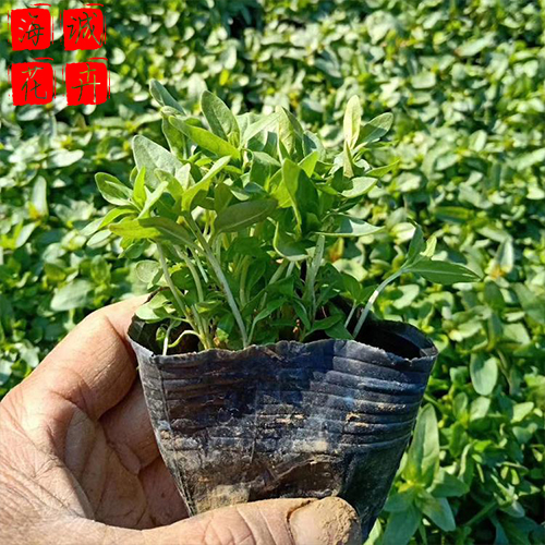 景区绿化千屈菜种植基地  园林绿化草花批发