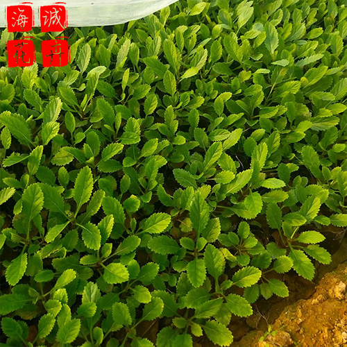 菏泽马鞭草种植基地  园林绿化时令花卉批发