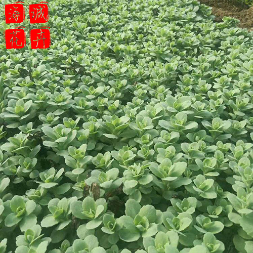 八宝景天苗圃种植基地  园林绿化草花批发