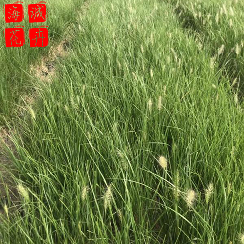 狼尾草草花种植基地  园林绿化草花批发